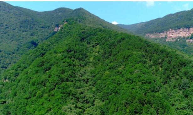 林業(yè)產(chǎn)業(yè)是規(guī)模最大的綠色經(jīng)濟體，對推進林業(yè)現(xiàn)代化建設(shè)具有不可替代的作用