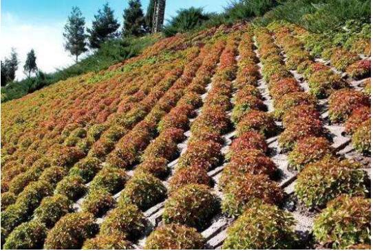 國內(nèi)首部行業(yè)標準《邊坡噴播綠化工程技術標準》將頒布助推生態(tài)修復大格局