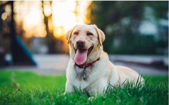 我國(guó)寵物行業(yè)市場(chǎng)潛力巨大，其寵物醫(yī)療行業(yè)也水漲船高