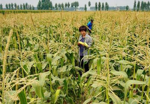 三部委：將水稻、玉米、小麥三大糧食作物制種納入中央財政農(nóng)業(yè)保險保險費(fèi)補(bǔ)貼目錄