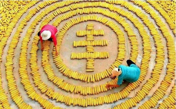 東北三省糧食產(chǎn)量達到2666億斤，約占全國糧食總產(chǎn)量的20.3%，黑龍江省繼續(xù)是全國糧食產(chǎn)量第一大省?????