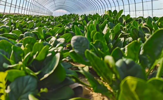 近年來中國蔬菜的種植面積和產(chǎn)量呈上升態(tài)勢(shì)