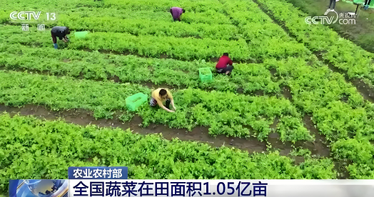 據(jù)農(nóng)業(yè)農(nóng)村部農(nóng)情調(diào)度，目前全國蔬菜在田面積1.05億畝，同比增加90多萬畝